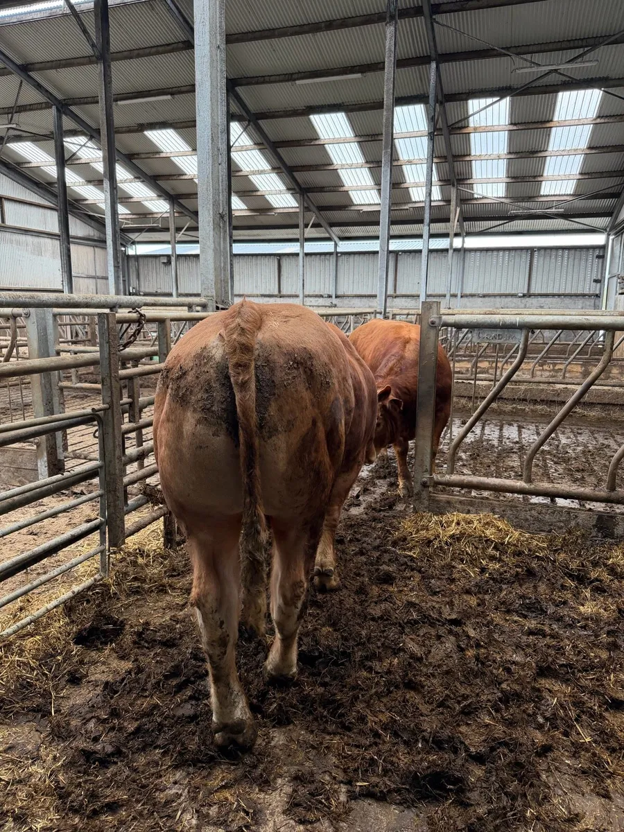 PBR Limousin Bull - Image 3