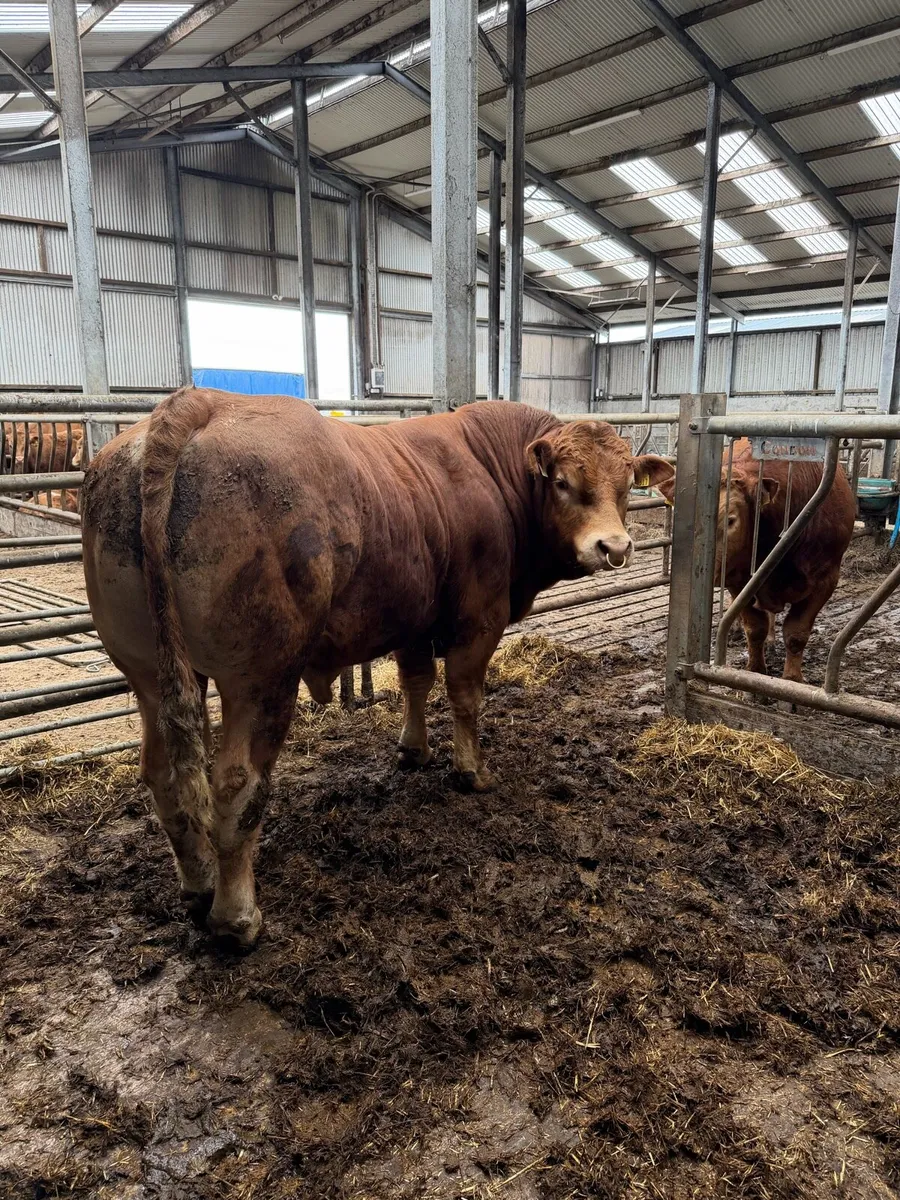 PBR Limousin Bull - Image 4