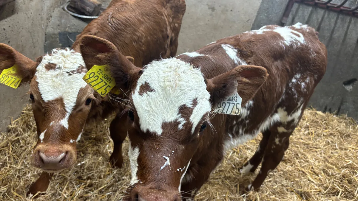 2 Suckler Bred Shorthorn Heifer Calves - Image 3