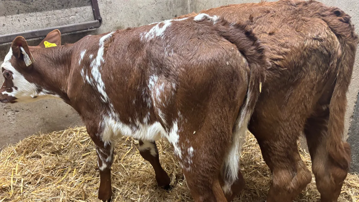 2 Suckler Bred Shorthorn Heifer Calves - Image 2