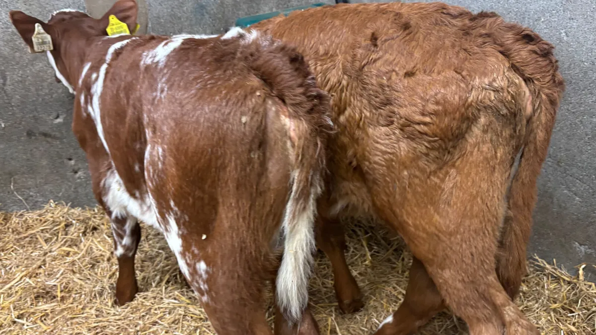 2 Suckler Bred Shorthorn Heifer Calves - Image 4