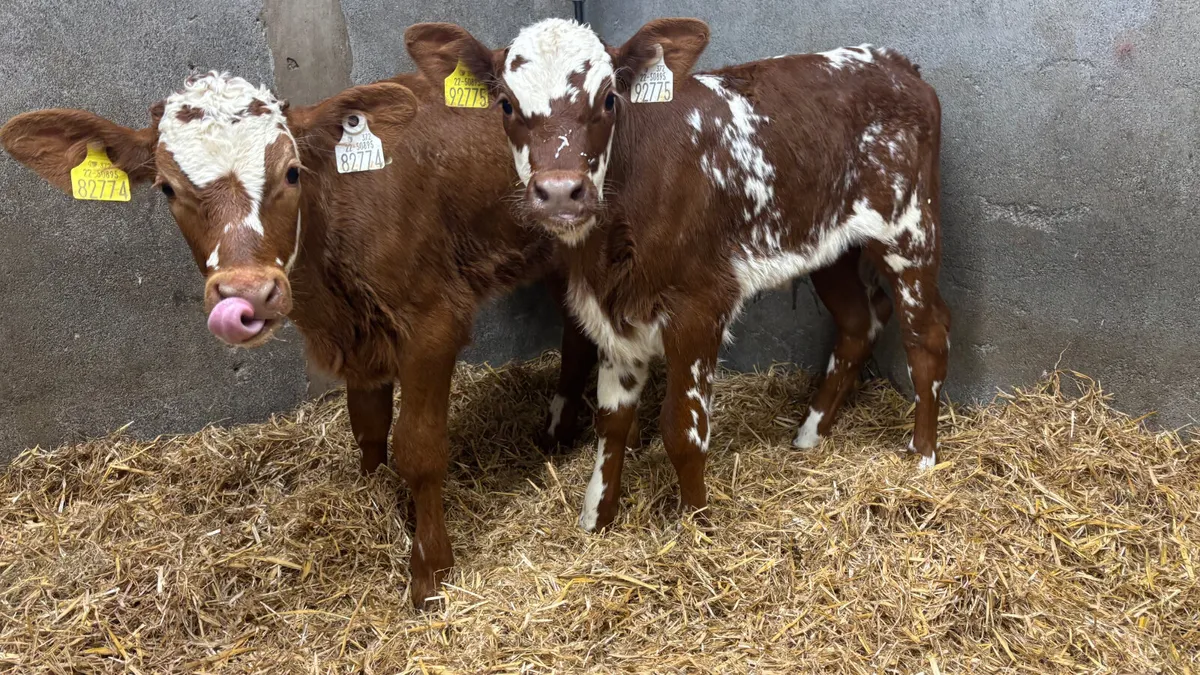 2 Suckler Bred Shorthorn Heifer Calves - Image 1