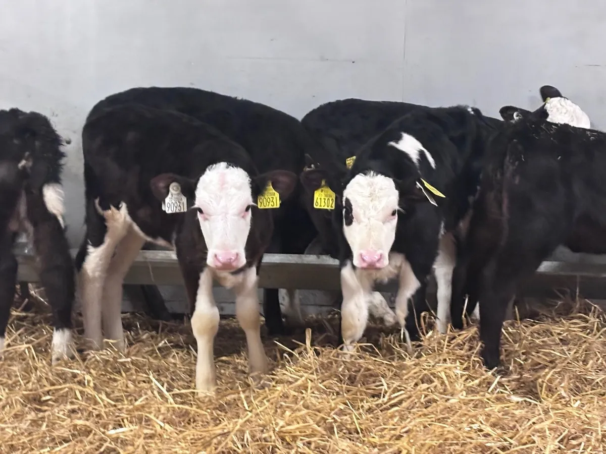 7 strong Hereford & Angus calves for sale - Image 1