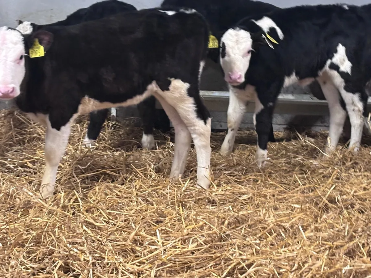 7 strong Hereford & Angus calves for sale - Image 4