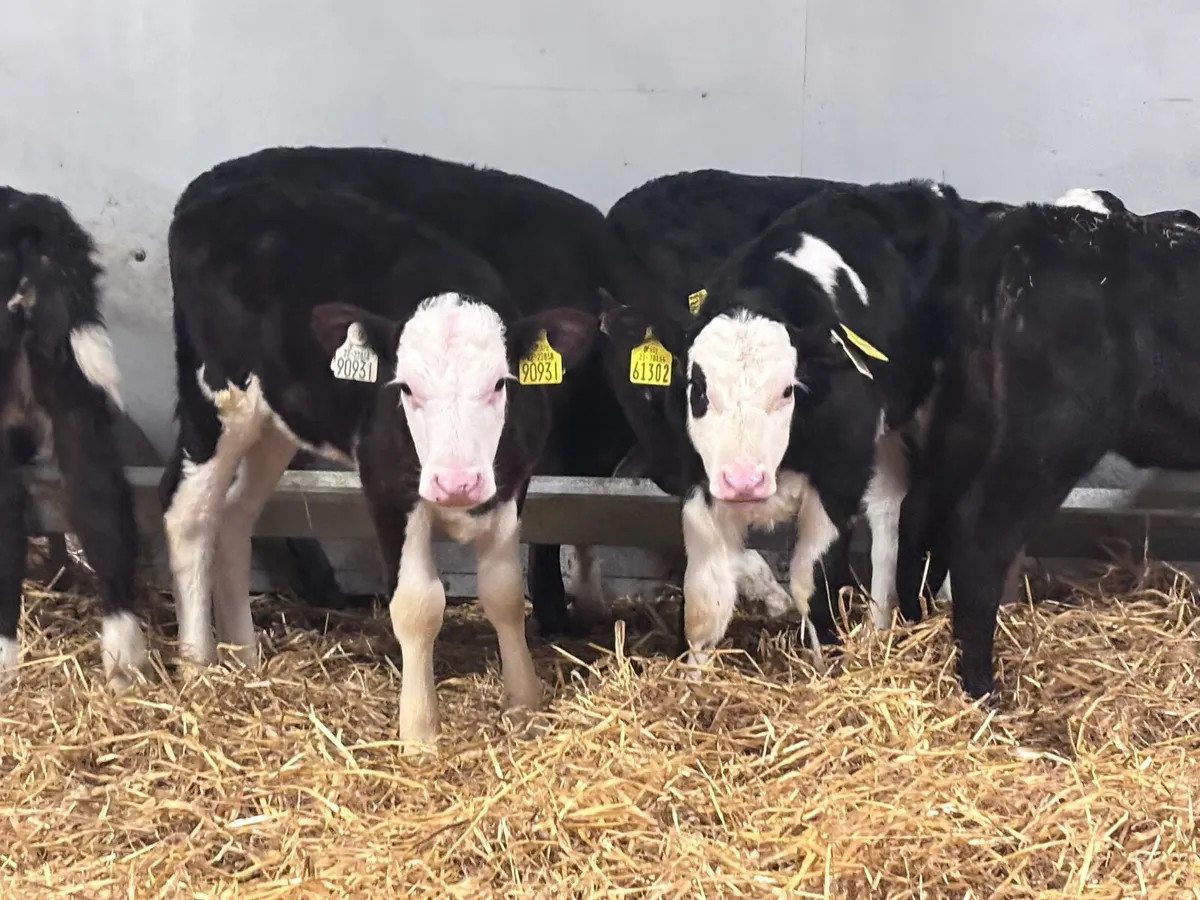 7 strong Hereford & Angus calves for sale - Image 2