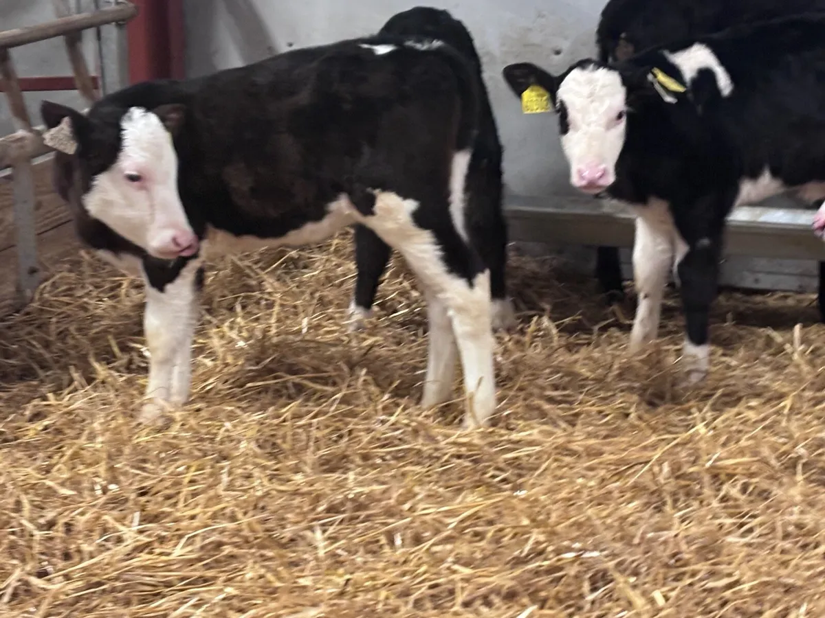 7 strong Hereford & Angus calves for sale - Image 3