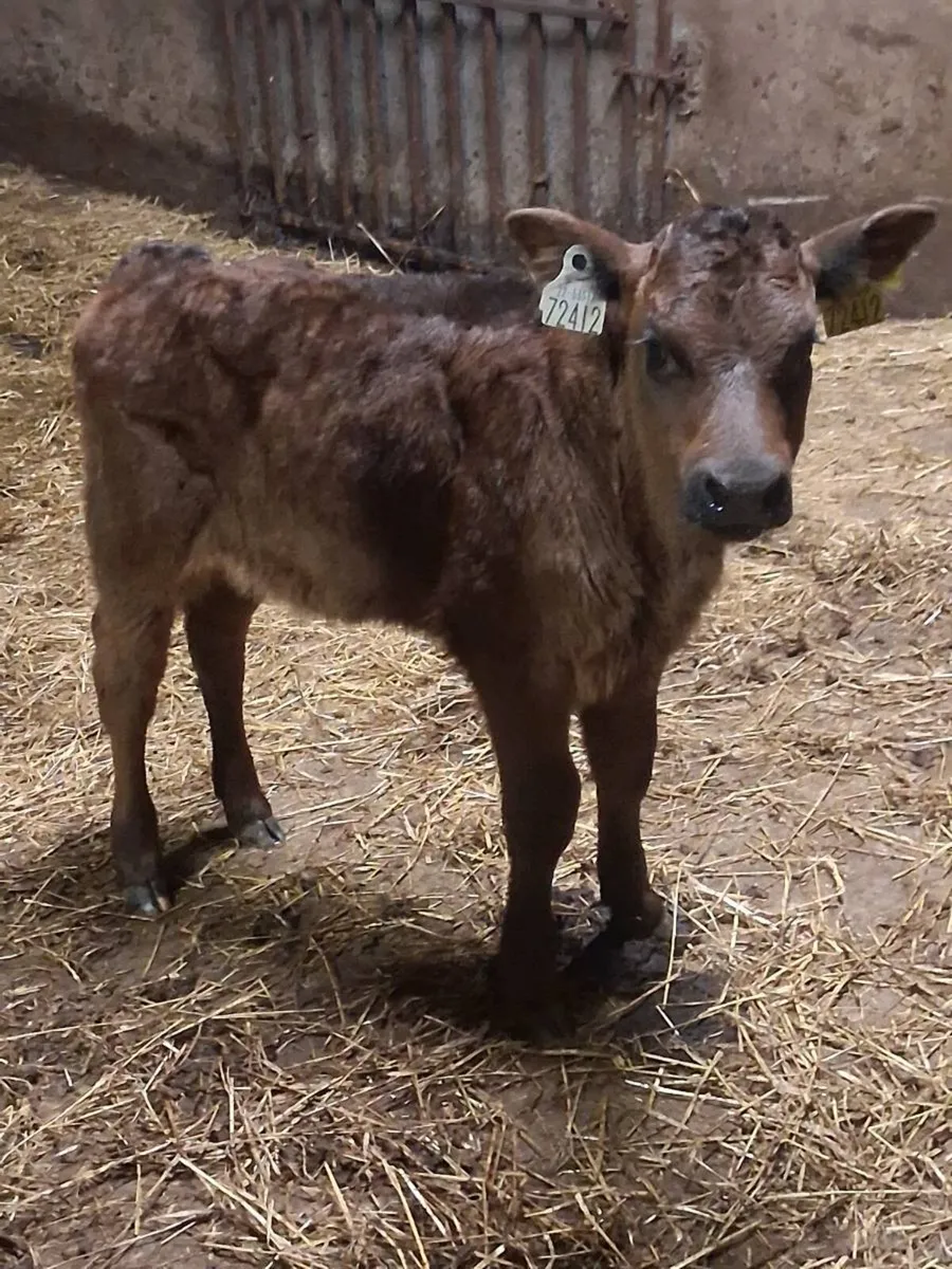 Quality limousine heifer calf 2 months old. - Image 1