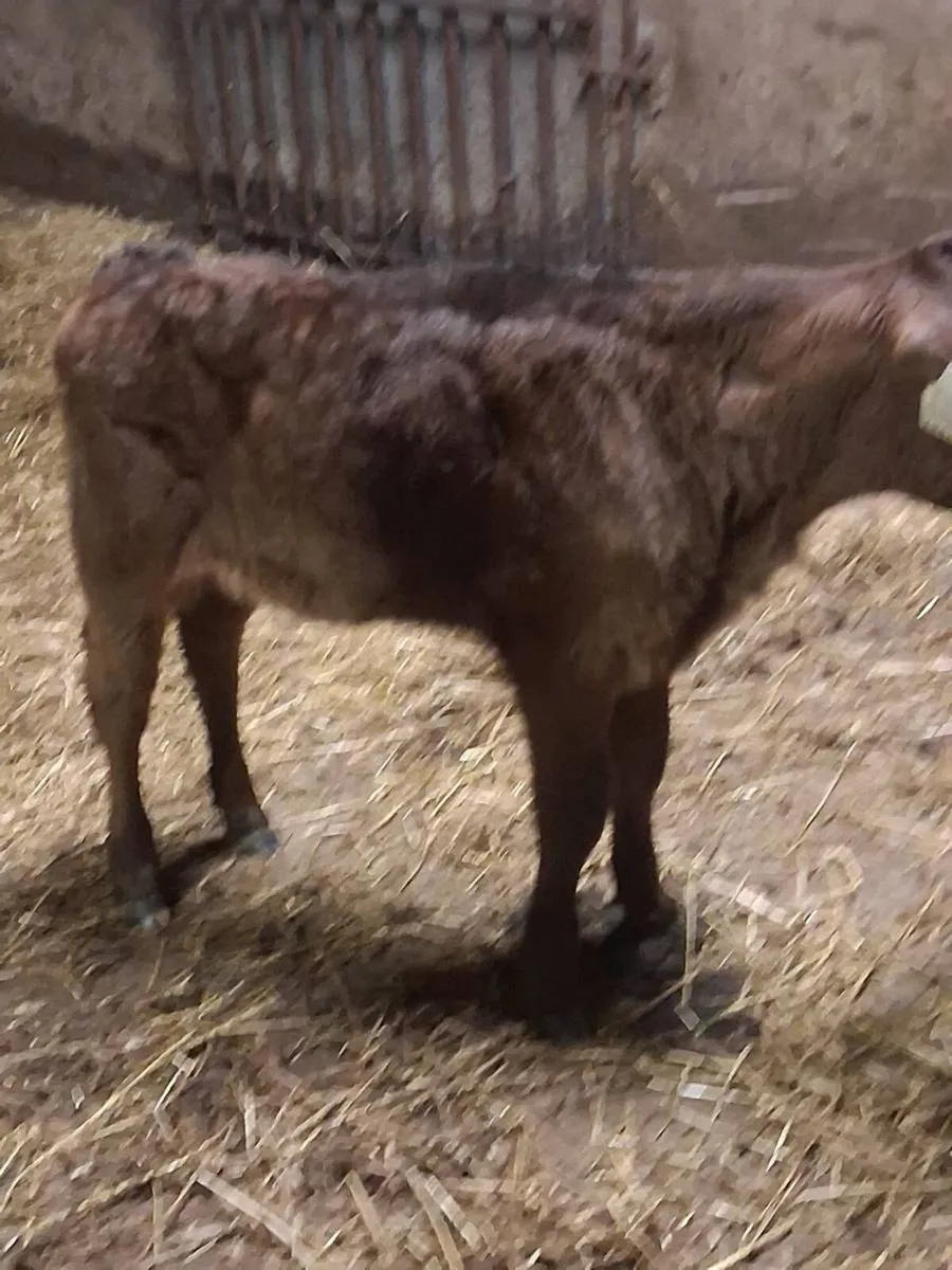 Quality limousine heifer calf 2 months old. - Image 2