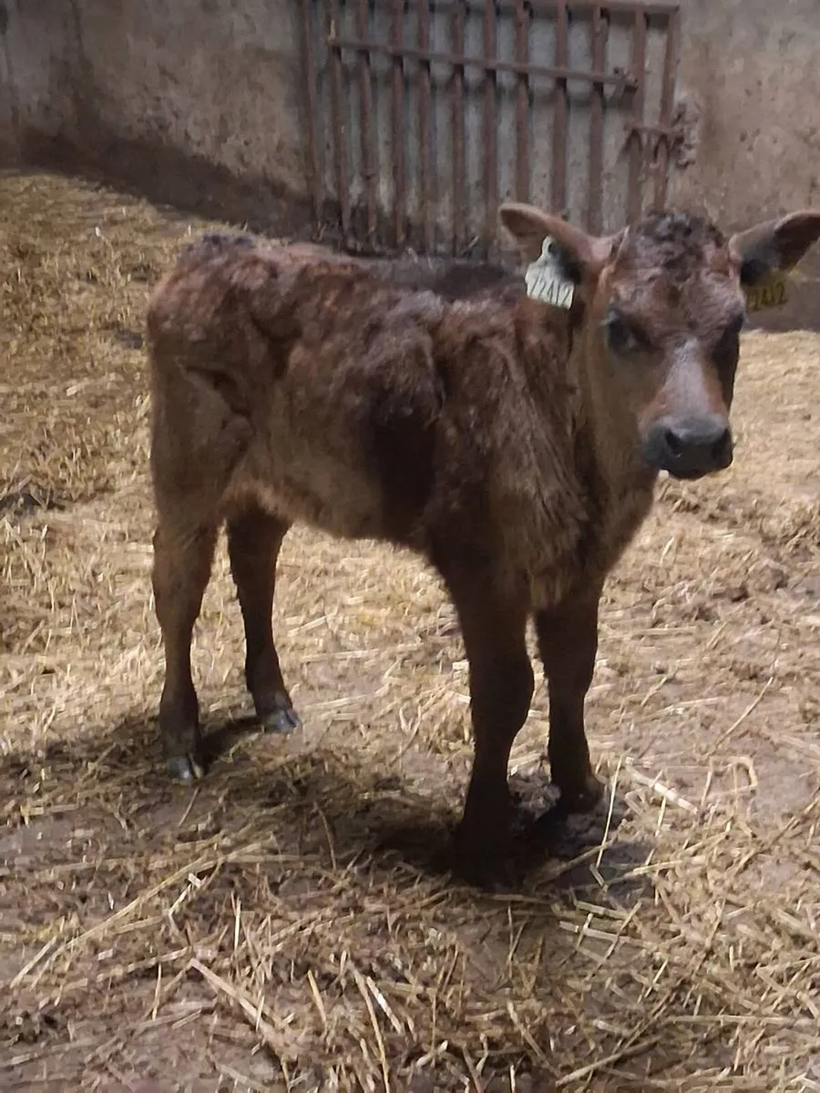 Quality limousine heifer calf 2 months old. - Image 3