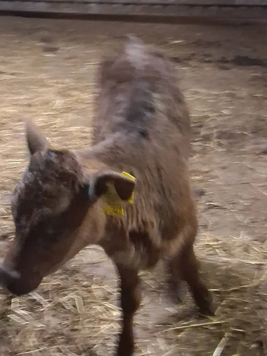 Quality limousine heifer calf 2 months old. - Image 4