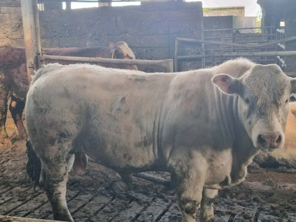 Charolais bulls