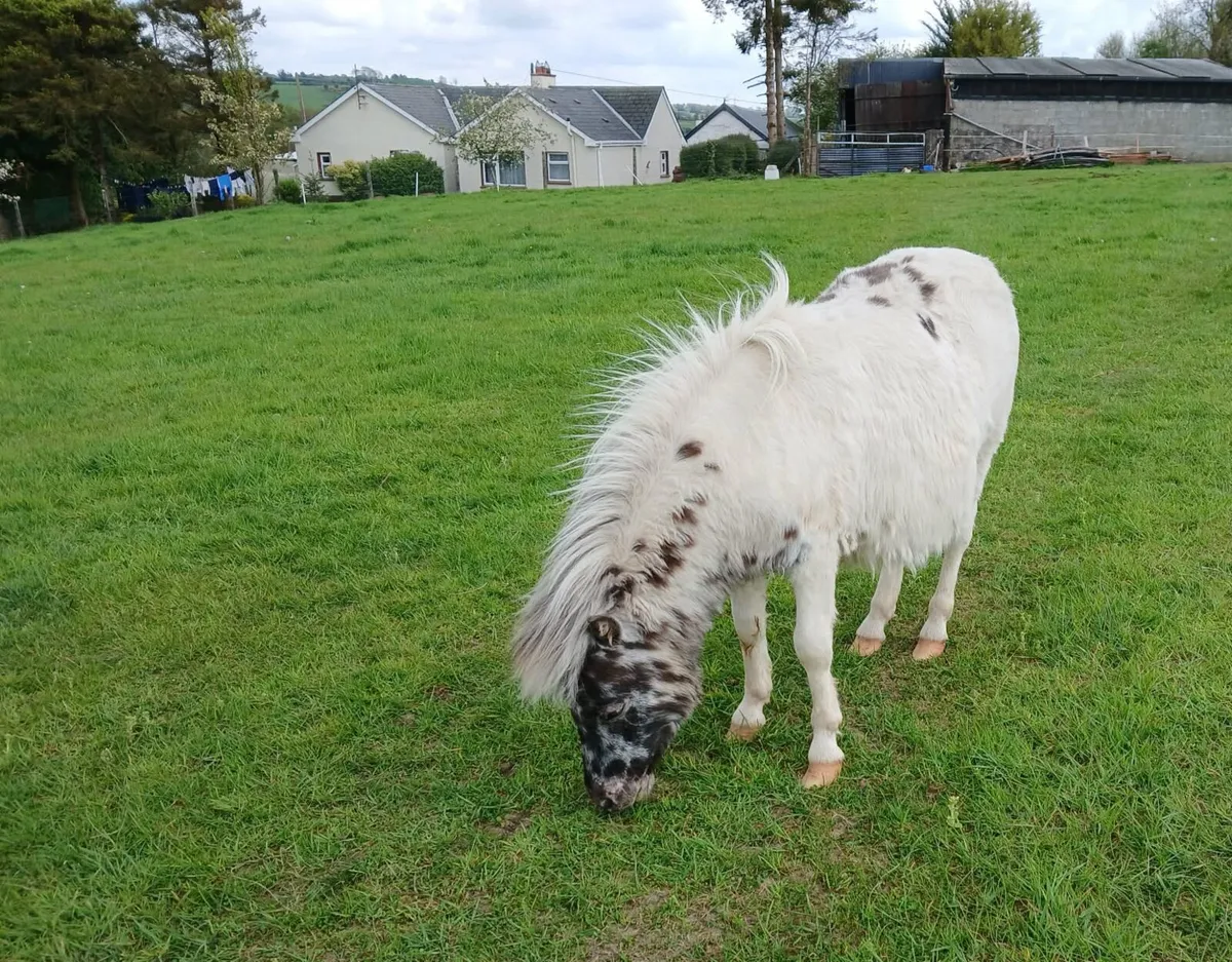 Falabella 1 year old colt pony - Image 1