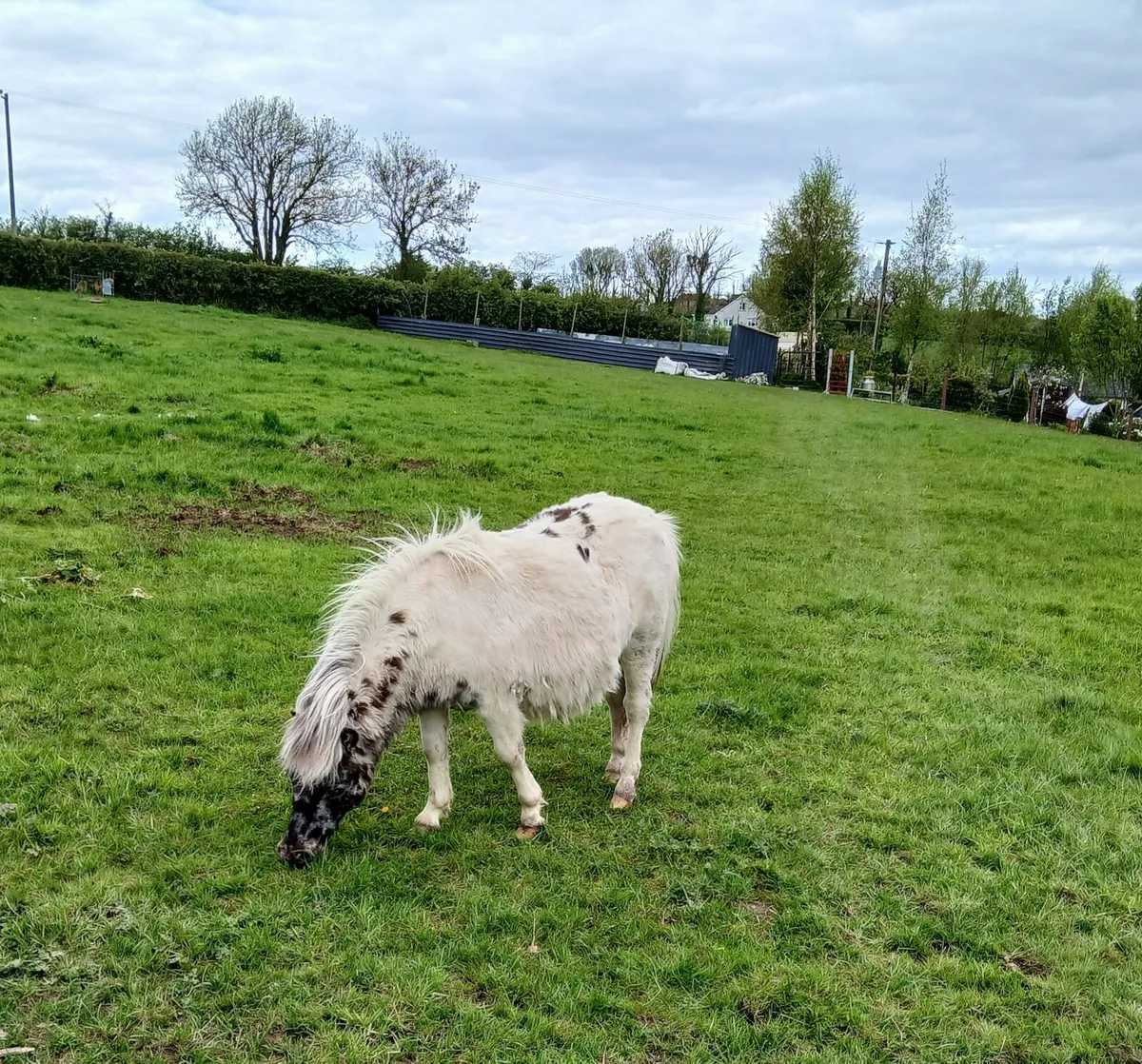 Falabella 1 year old colt pony - Image 2