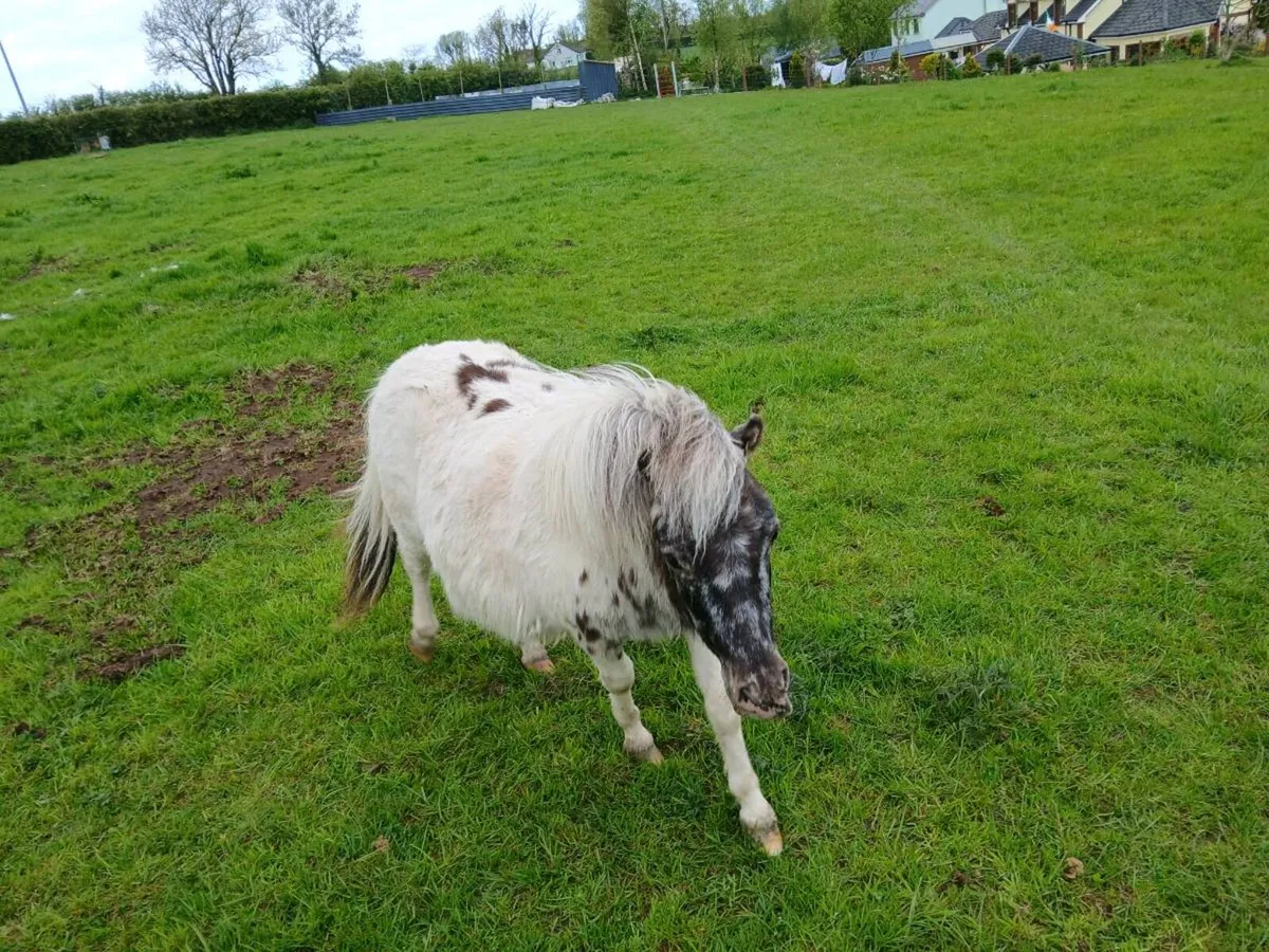 Falabella 1 year old colt pony - Image 3