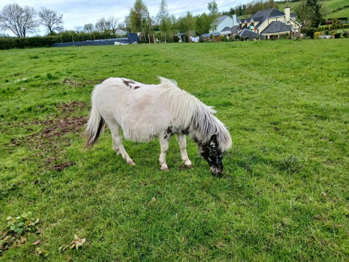 Falabella 1 year old colt pony - Image 4