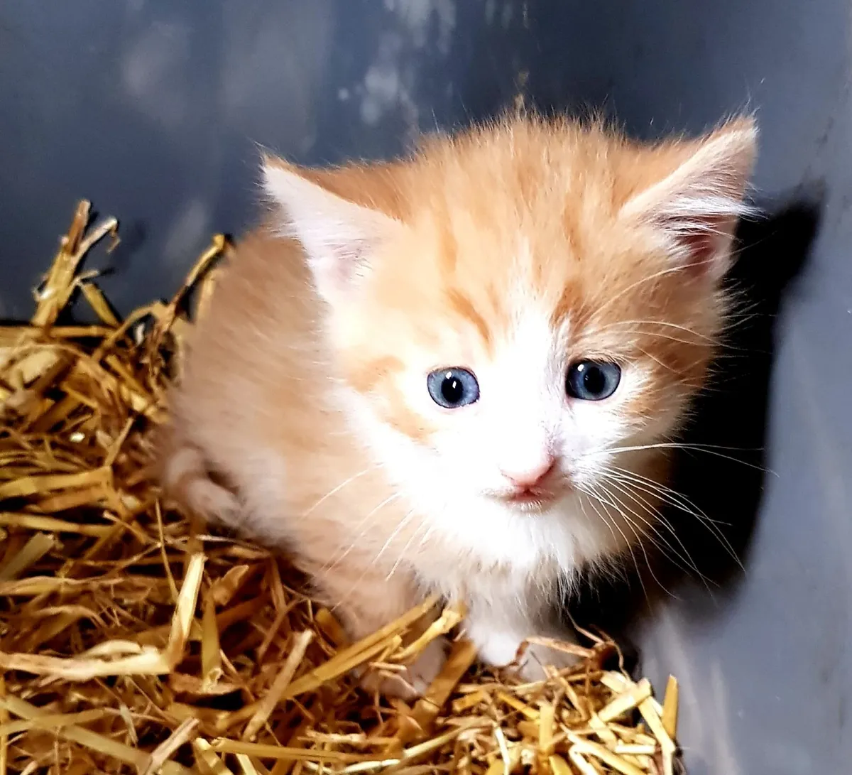 Kittens - Image 1