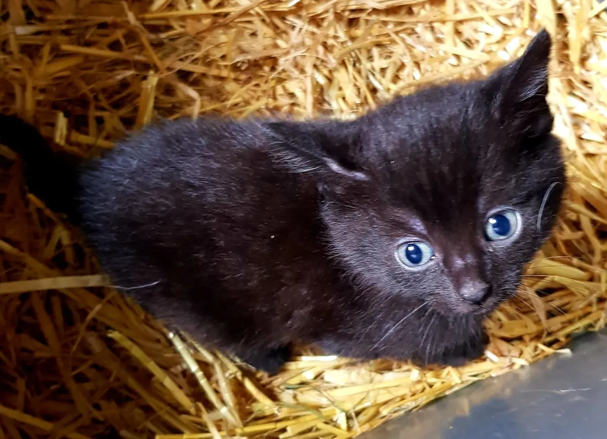 Kittens - Image 2