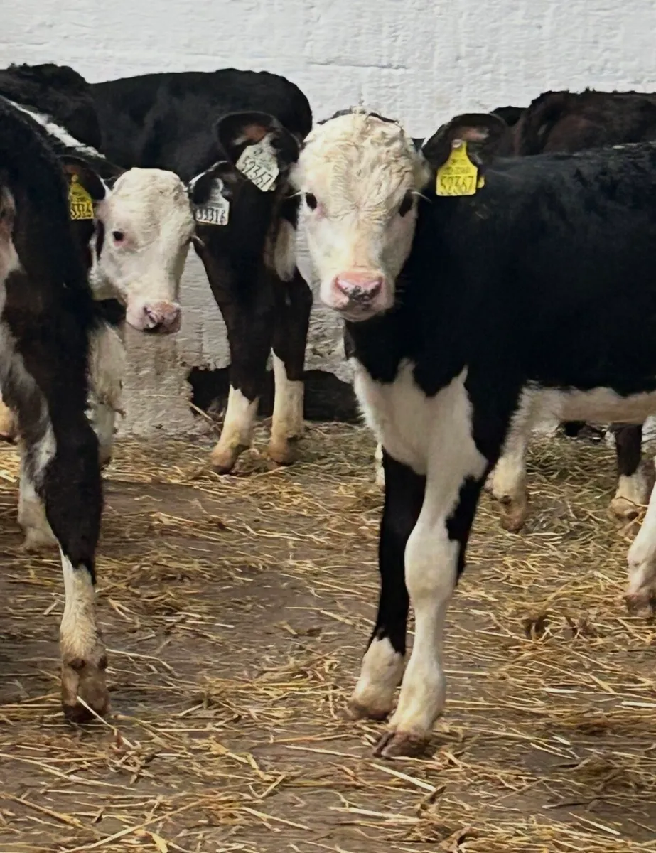 8 SERIOUS REARED HEREFORD HEIFER CALVES - Image 3