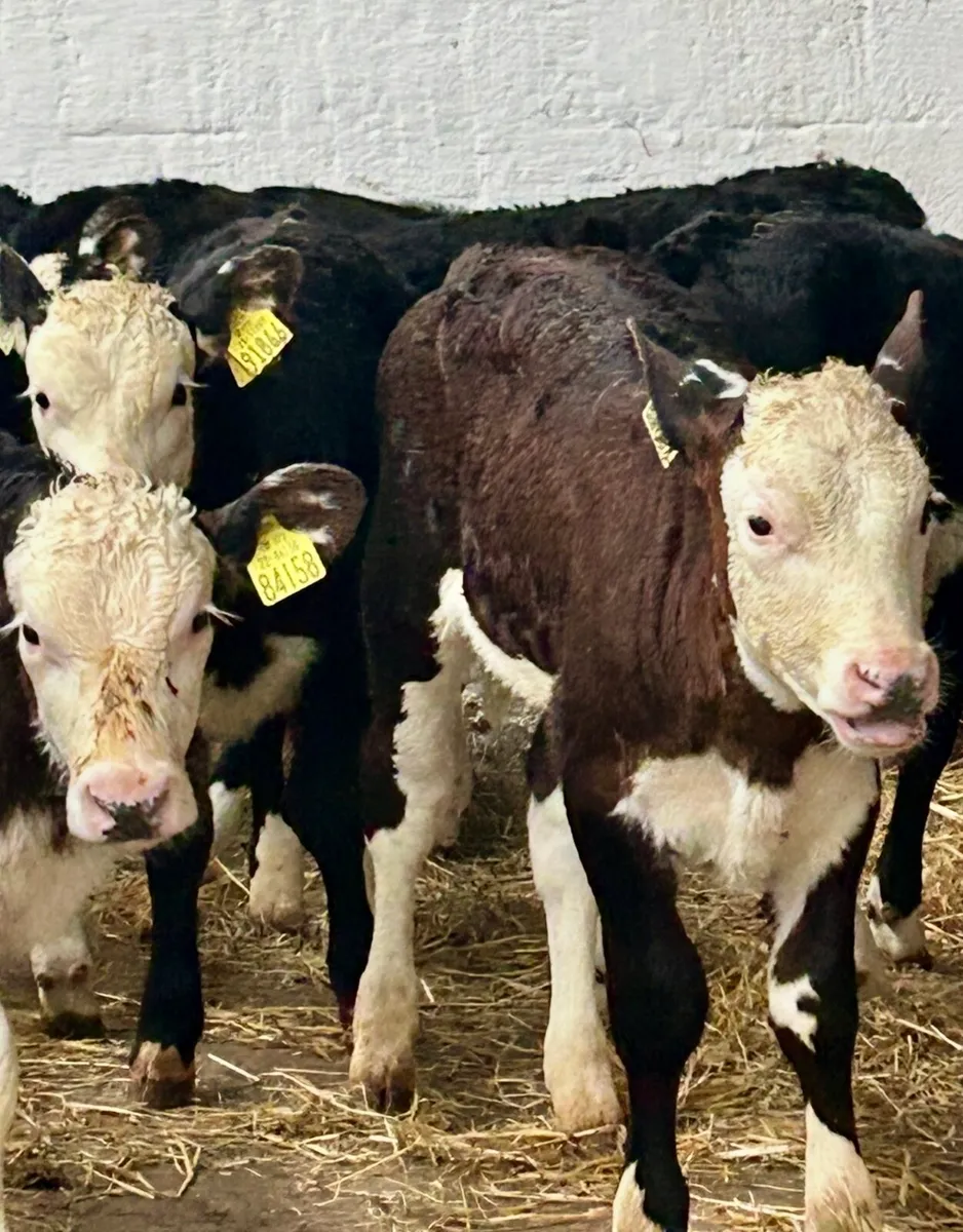 8 SERIOUS REARED HEREFORD HEIFER CALVES - Image 1