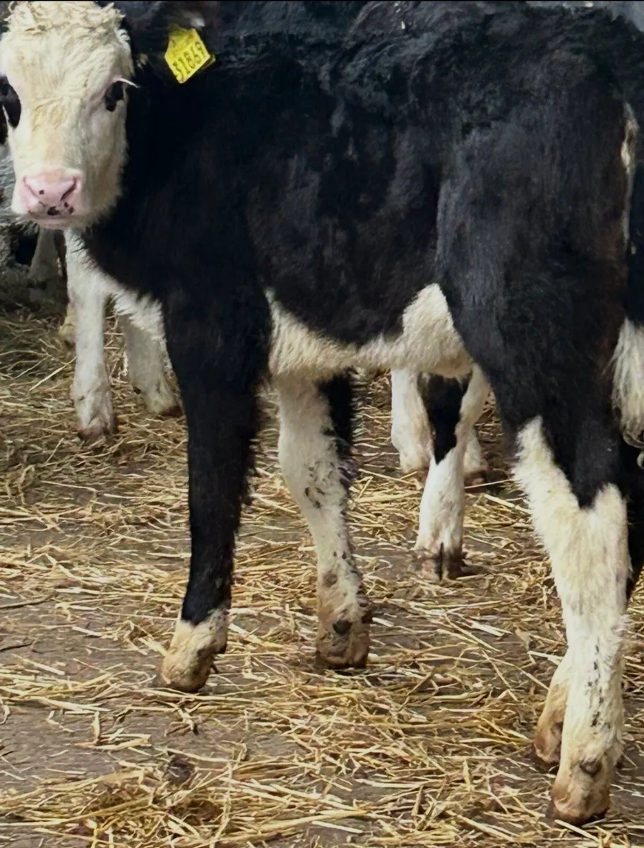 8 SERIOUS REARED HEREFORD HEIFER CALVES - Image 2
