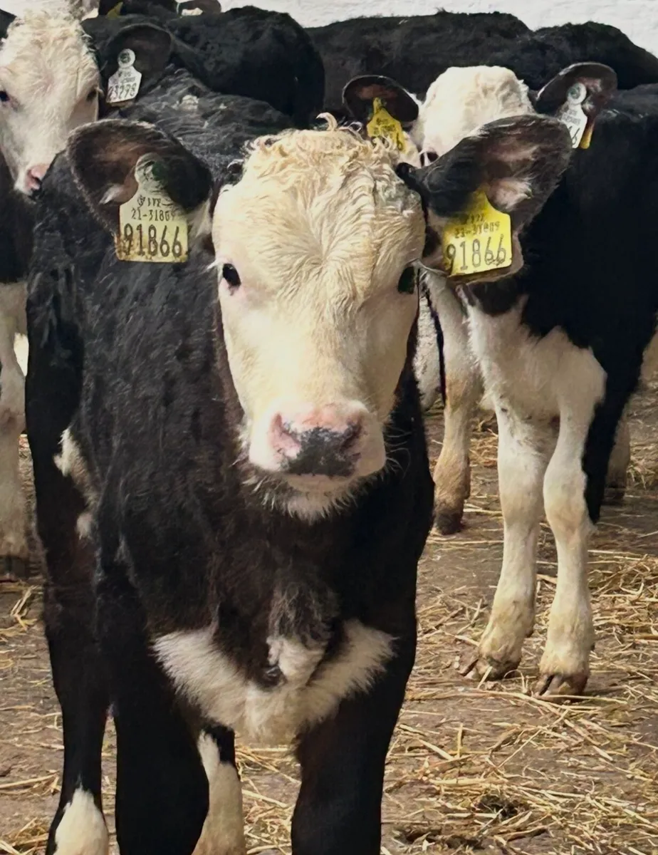 8 SERIOUS REARED HEREFORD HEIFER CALVES - Image 4