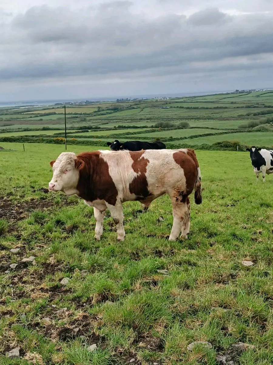 Pedigree Simmental bull - Image 1