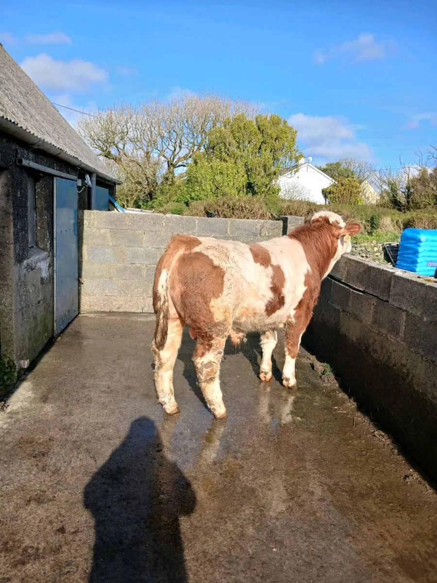Pedigree Simmental bull - Image 2