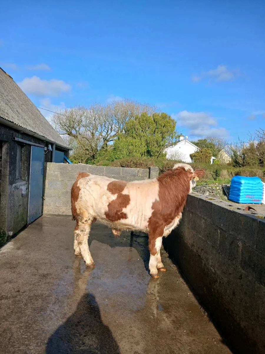 Pedigree Simmental bull - Image 3