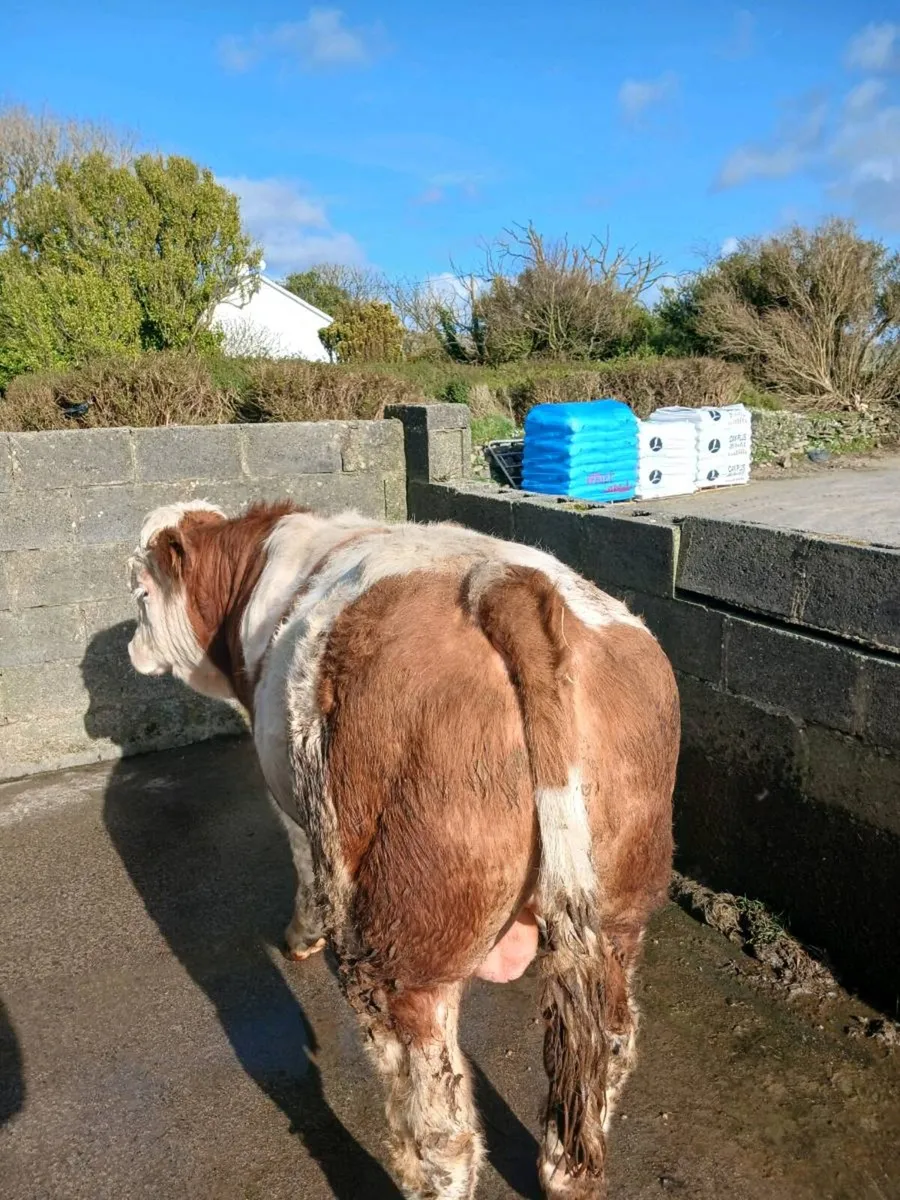 Pedigree Simmental bull - Image 4
