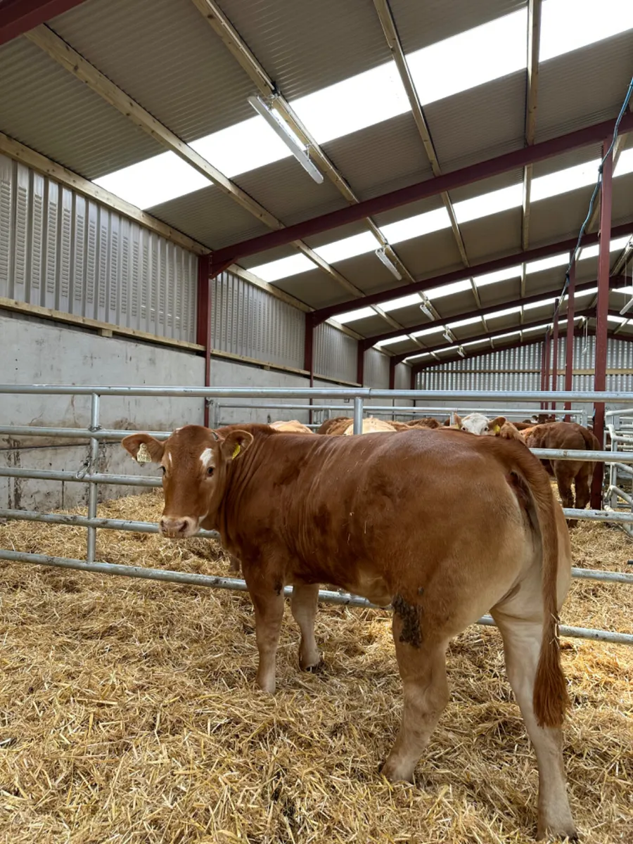 Cow maker - Image 4