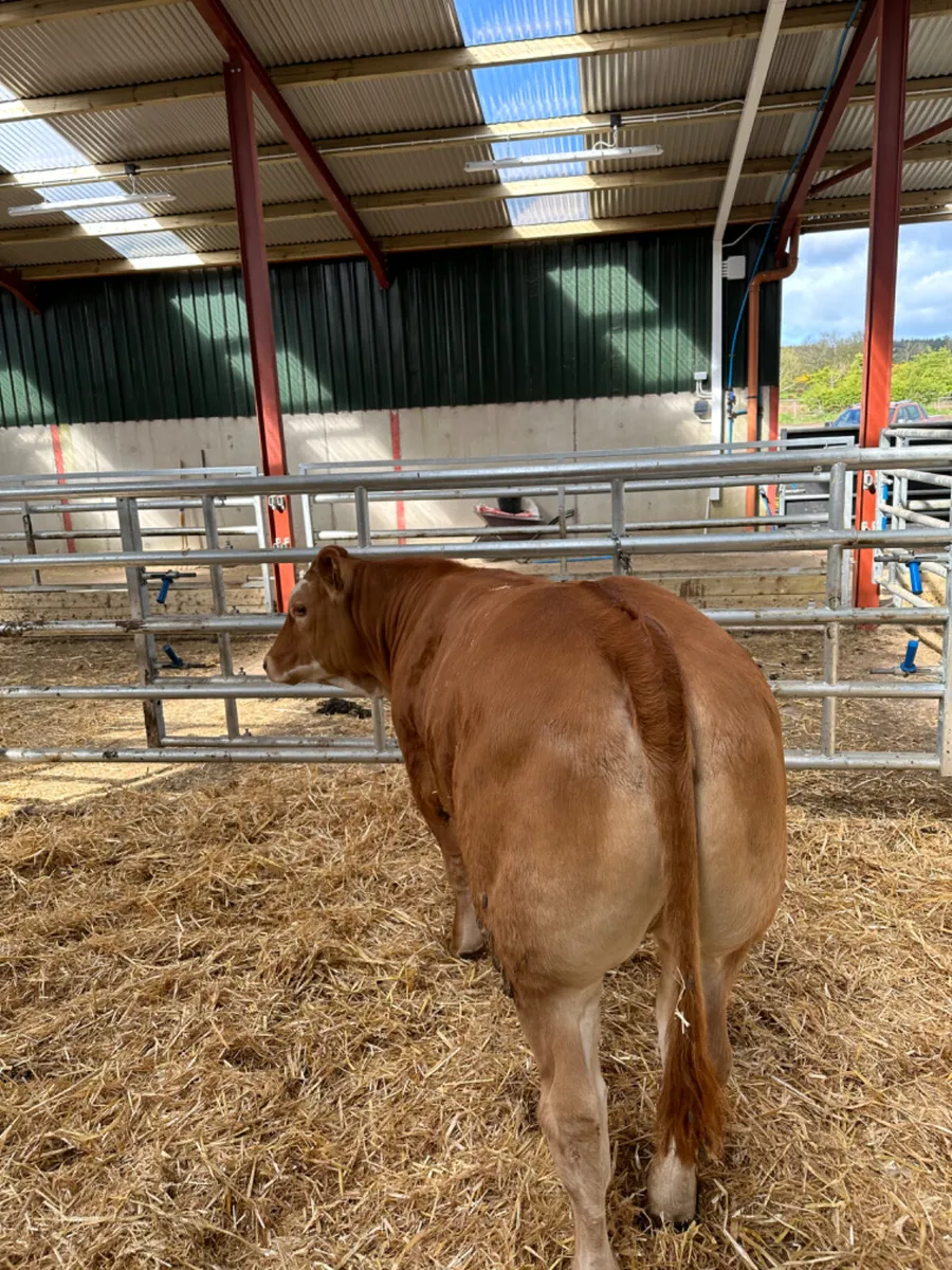 Cow maker - Image 1