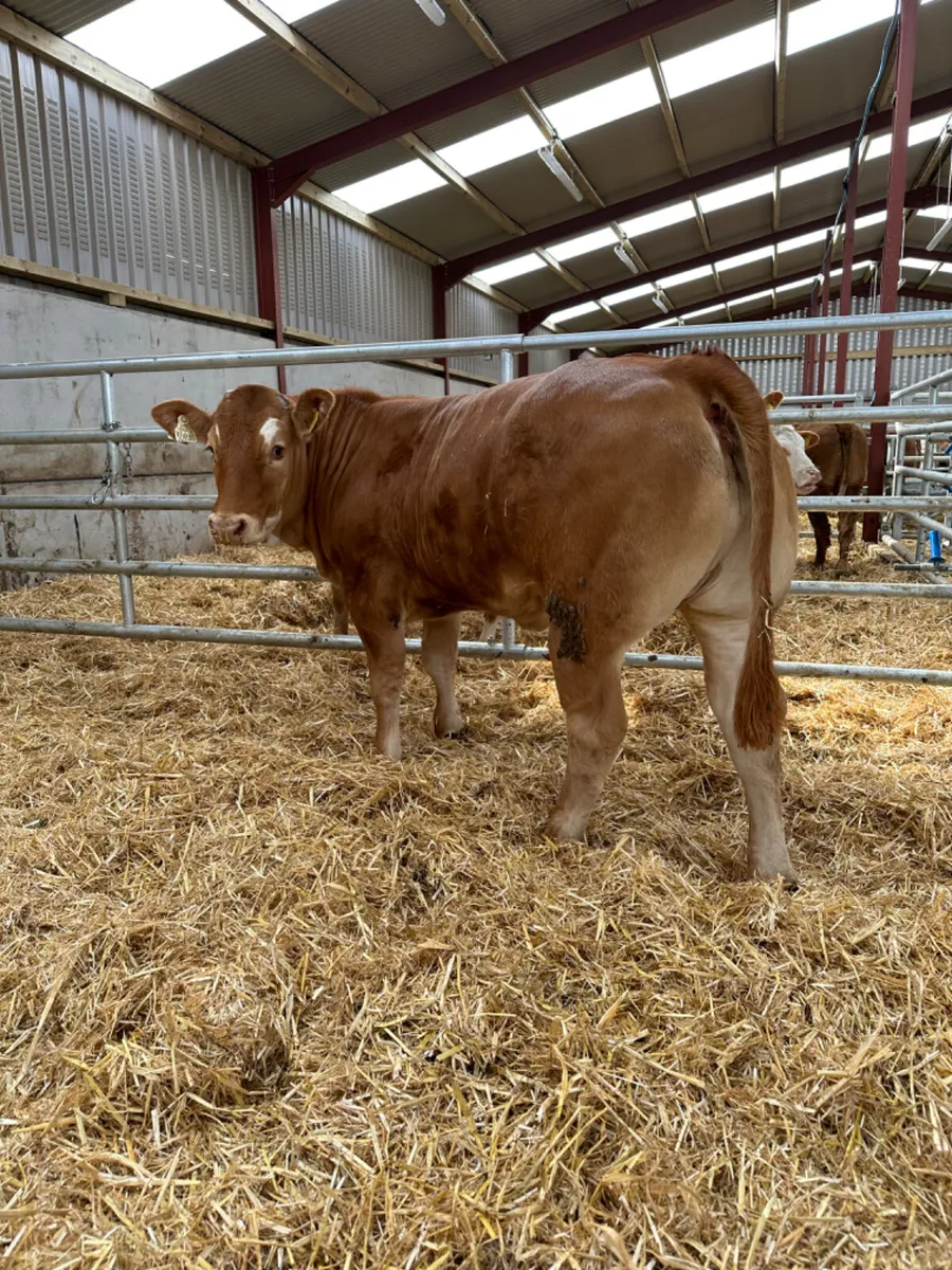 Cow maker - Image 3