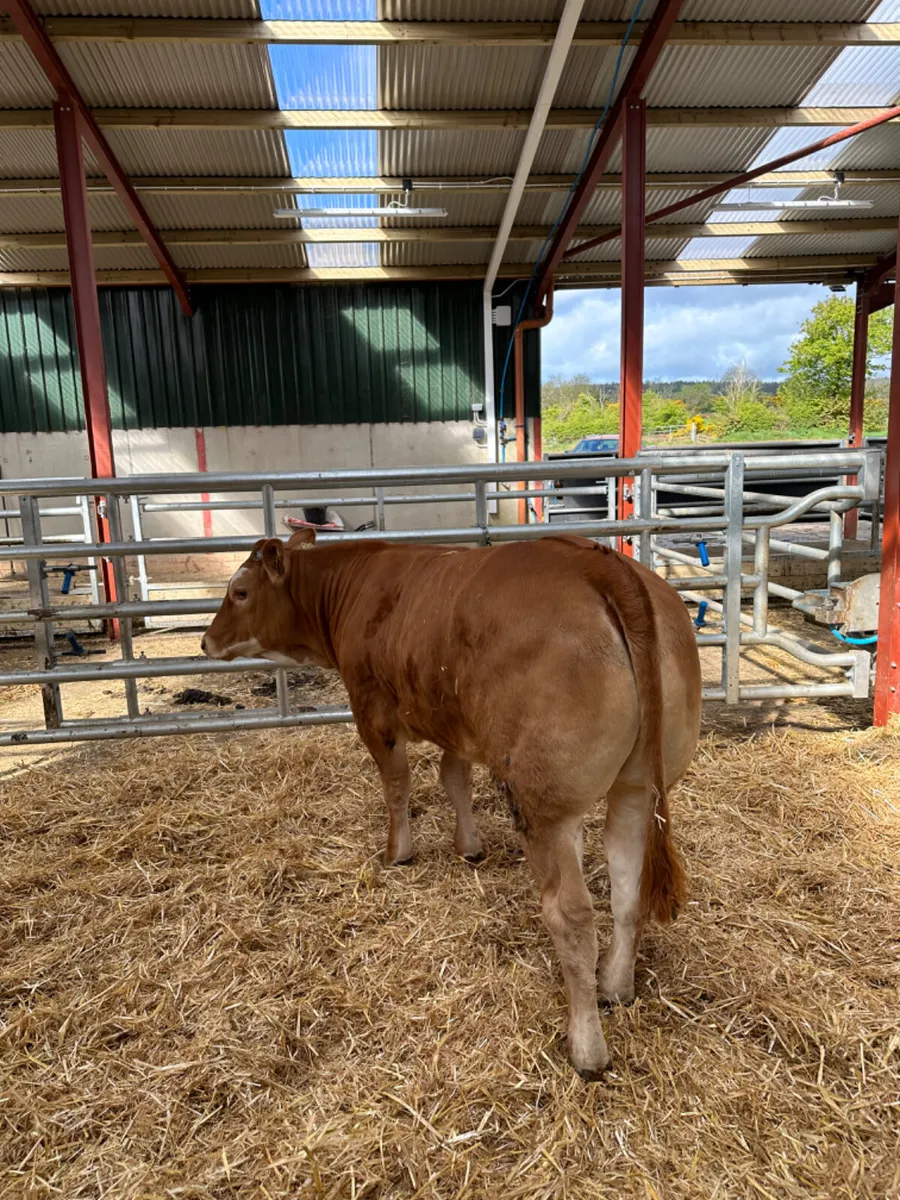 Cow maker - Image 2