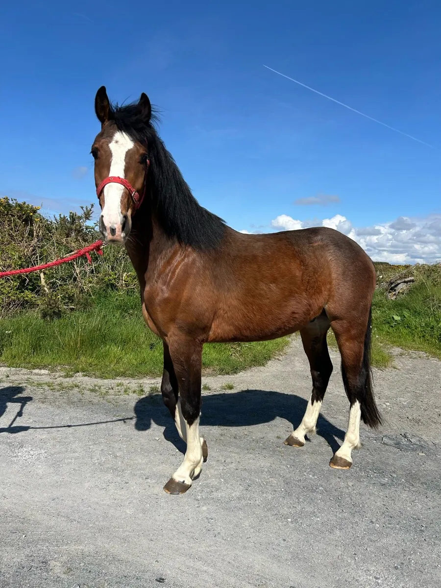 3 year Old Bay Gelding by IMNOTAFRAID FORTUNA - Image 1