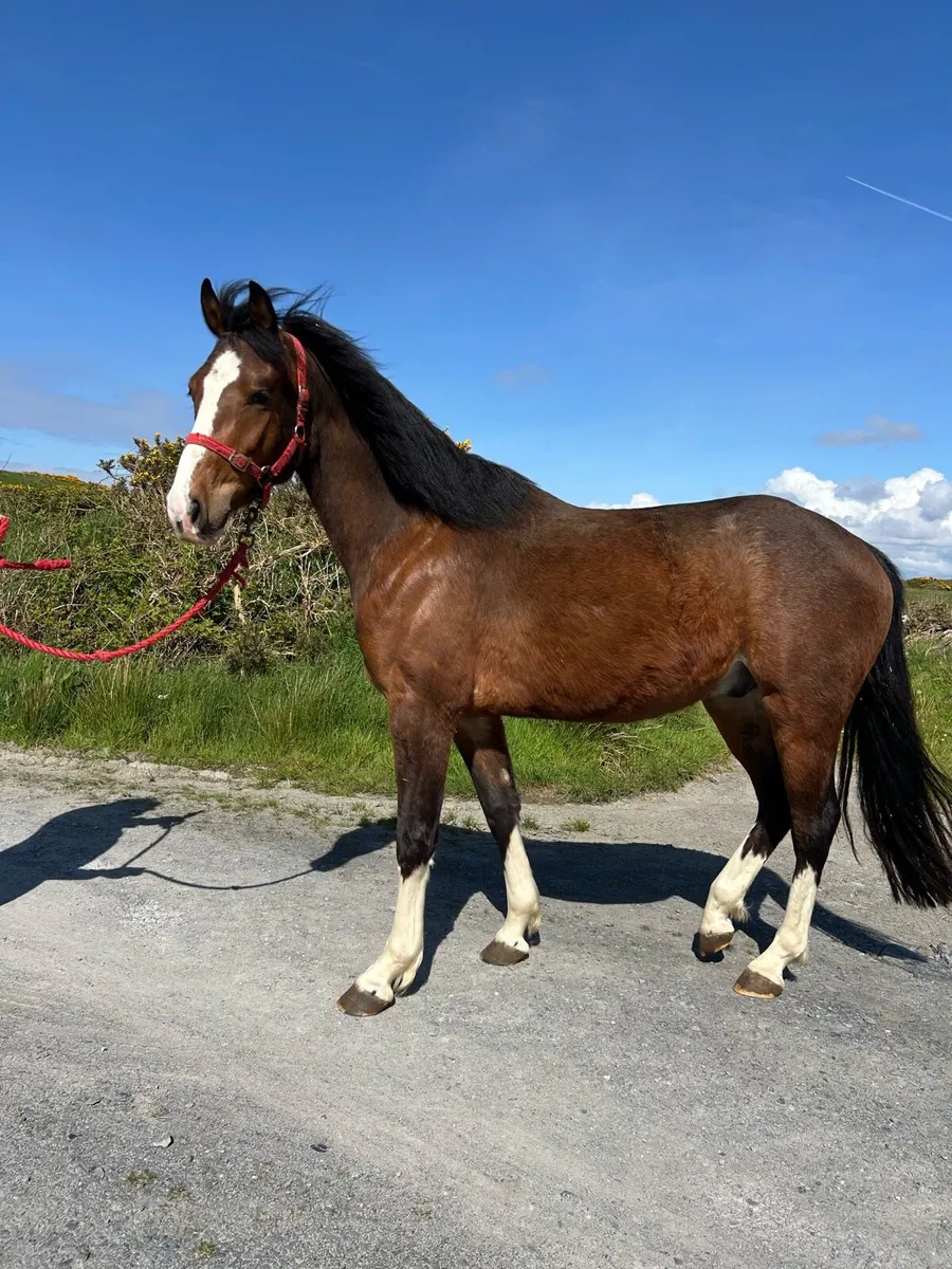 3 year Old Bay Gelding by IMNOTAFRAID FORTUNA - Image 2
