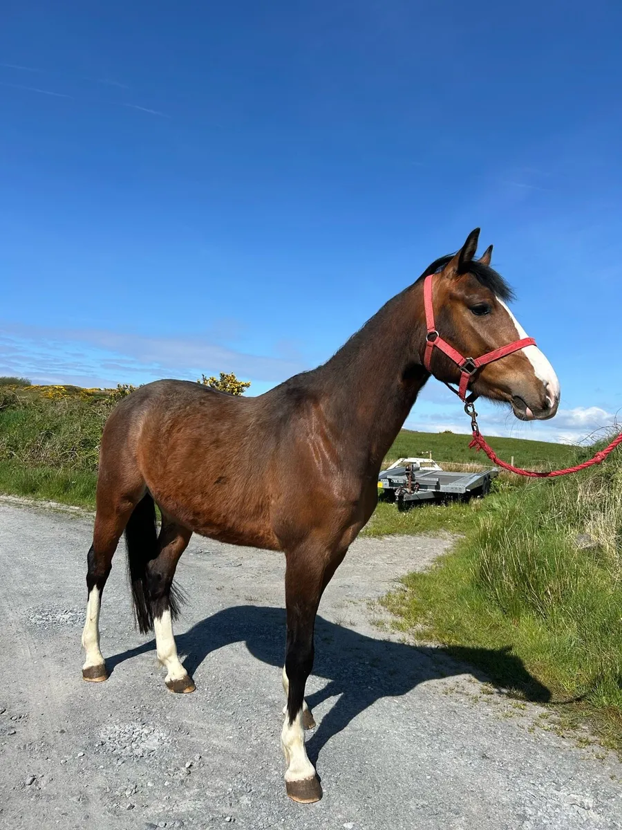 3 year Old Bay Gelding by IMNOTAFRAID FORTUNA - Image 3