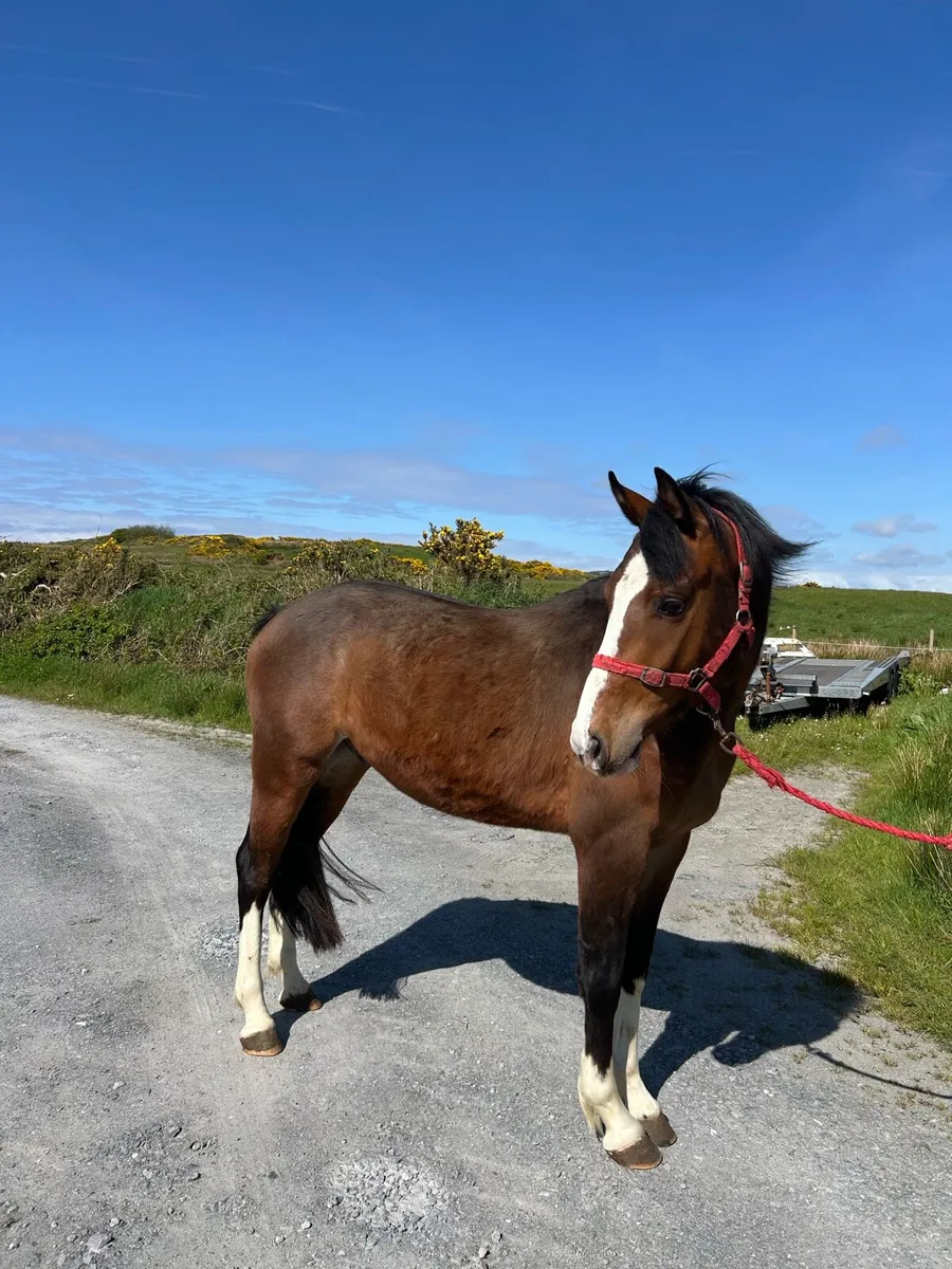 3 year Old Bay Gelding by IMNOTAFRAID FORTUNA - Image 4