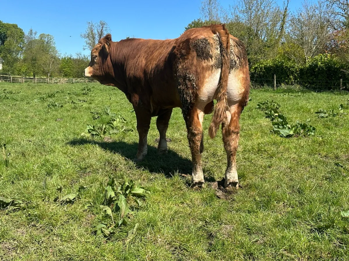 Pedigree registered LM Bull - Image 3