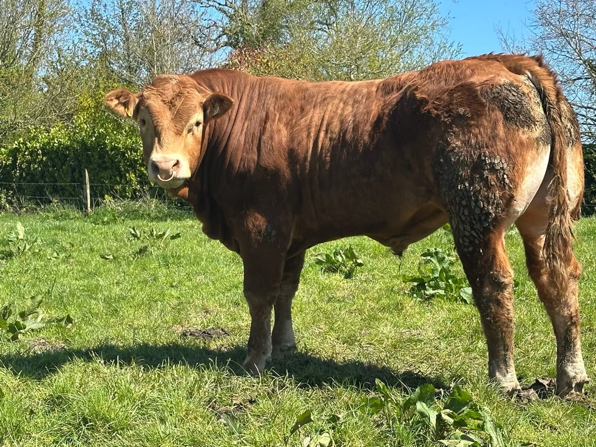Pedigree registered LM Bull - Image 1