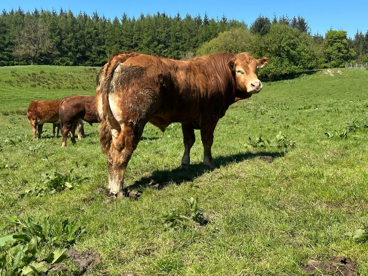 Pedigree registered LM Bull - Image 4
