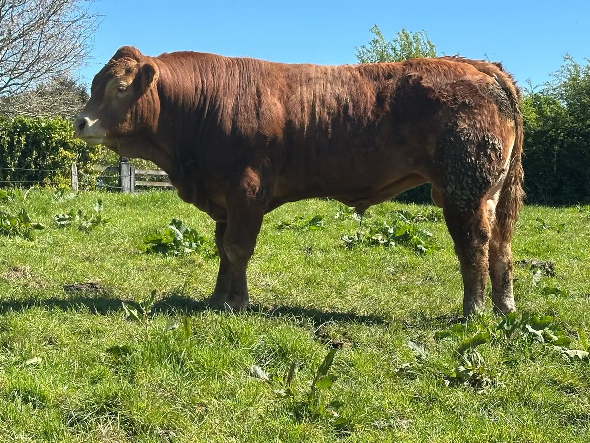 Pedigree registered LM Bull - Image 2