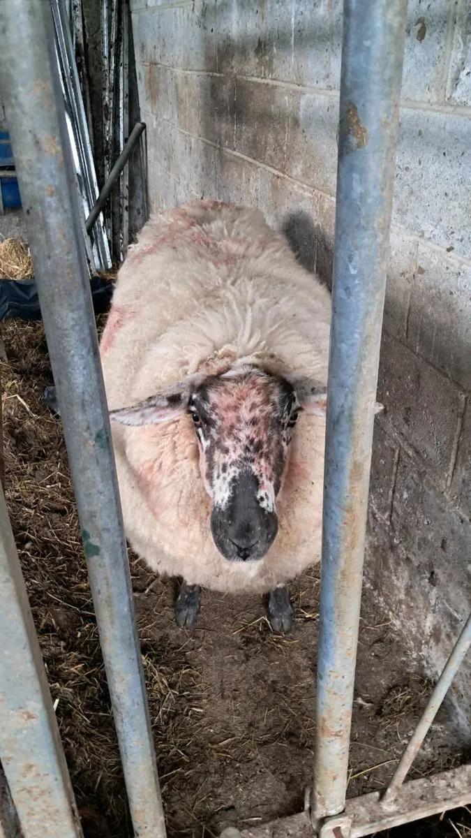 Foster first crop ewe