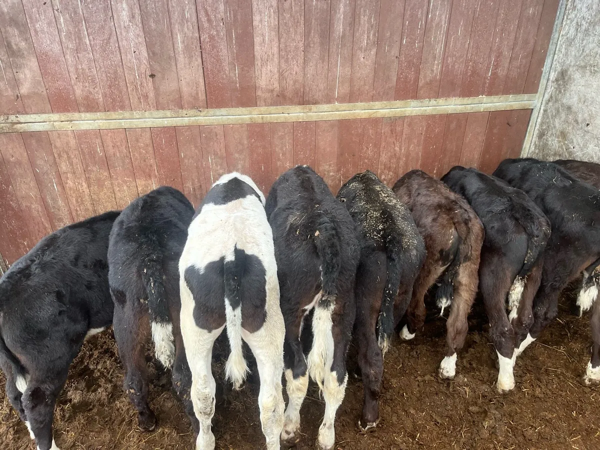 Calf’s off milk - Image 2