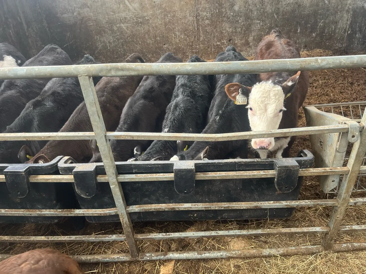 Calf’s off milk - Image 4
