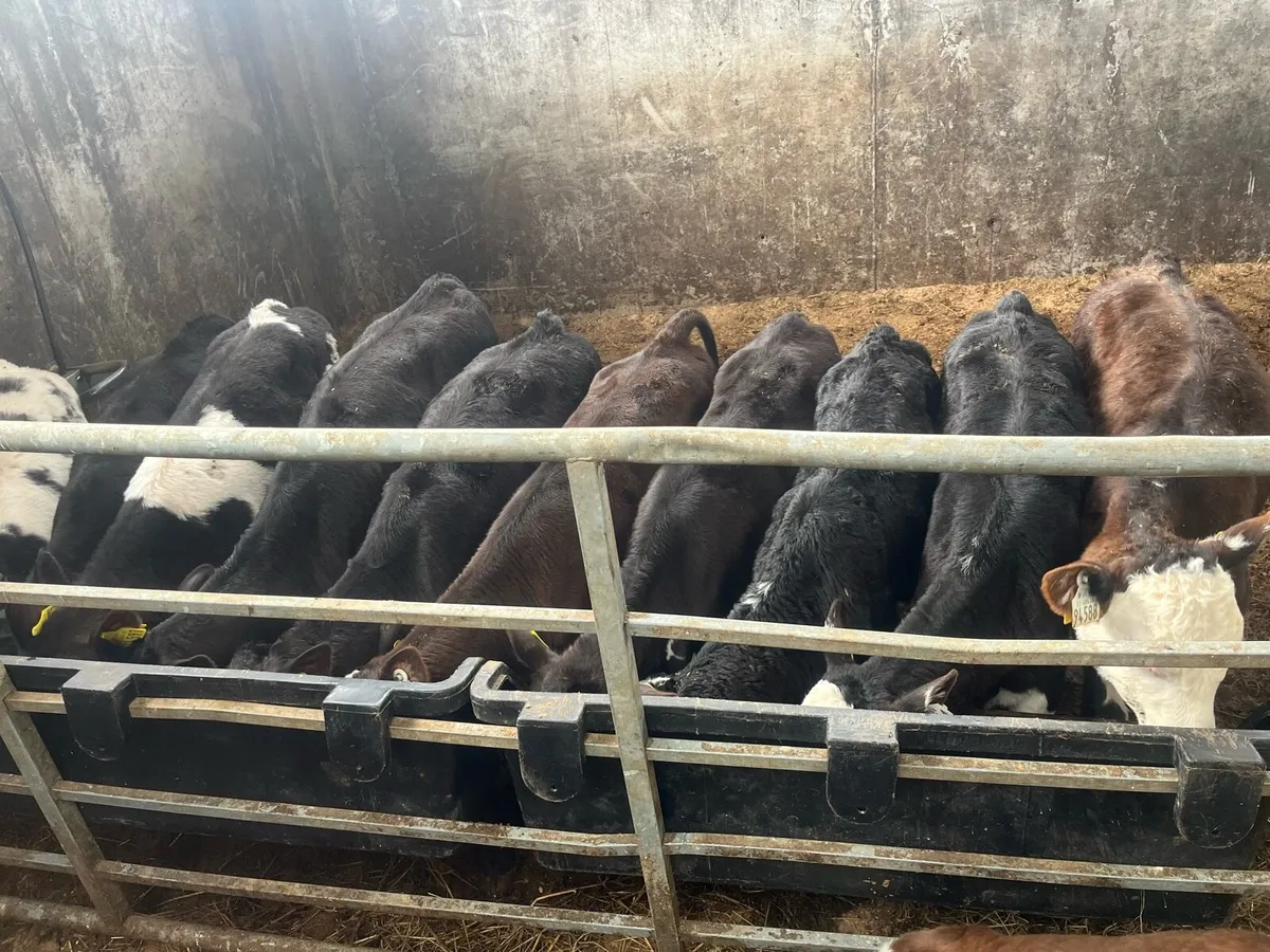 Calf’s off milk - Image 3