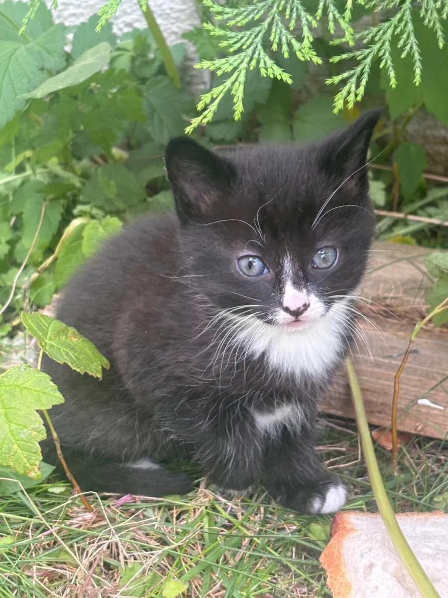 Gorgeous Tabby kittens - Image 4