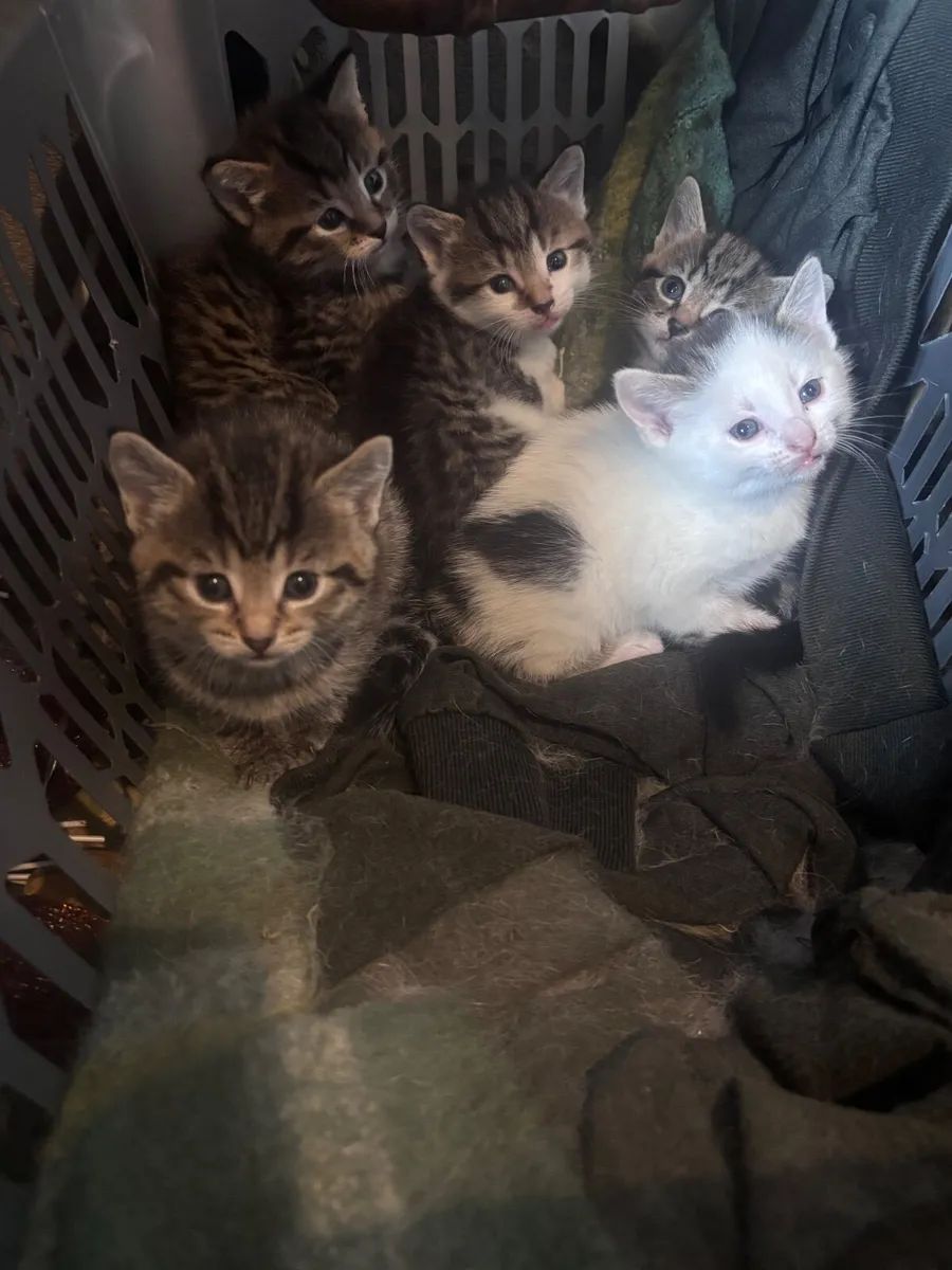 Gorgeous Tabby kittens - Image 2