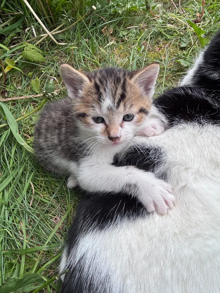 Gorgeous Tabby kittens - Image 1