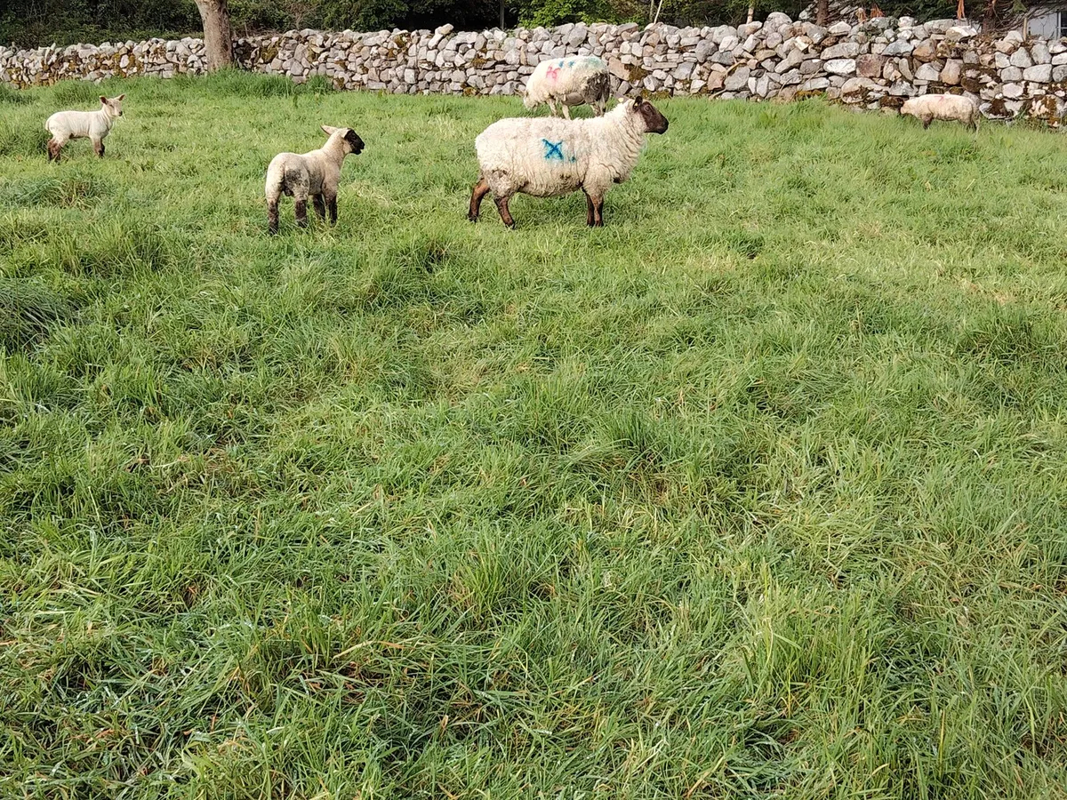 Ewes & Lambs (twins) - Image 3