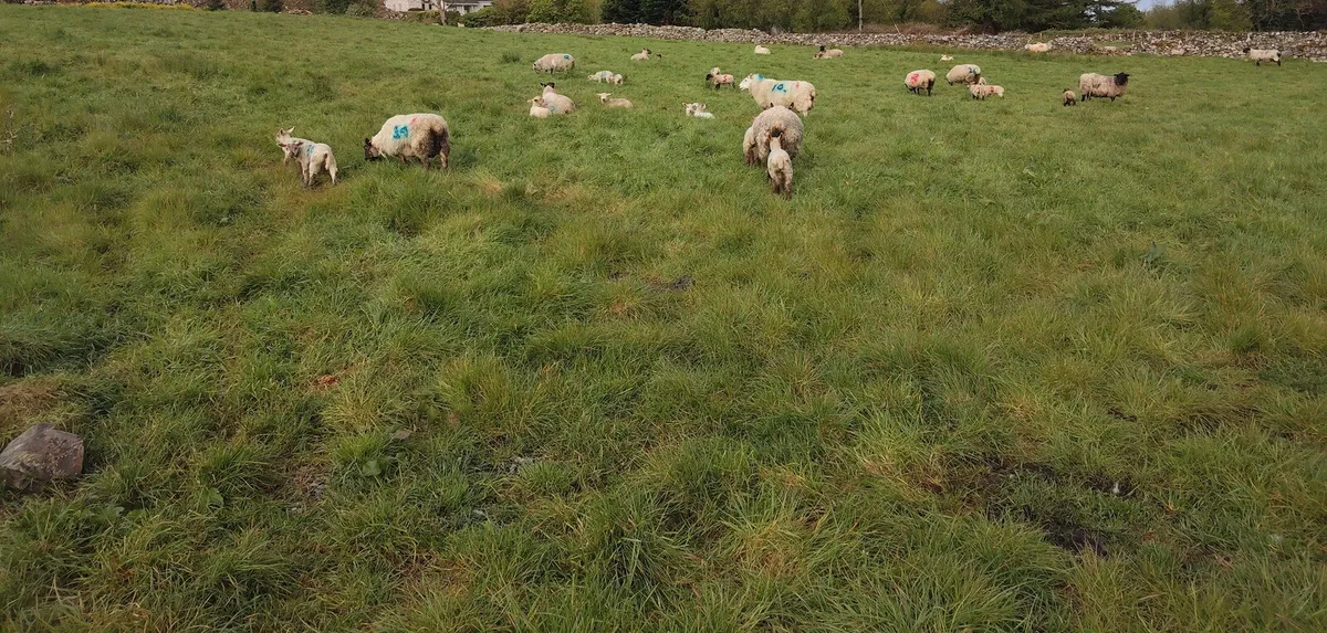 Ewes & Lambs (twins) - Image 2